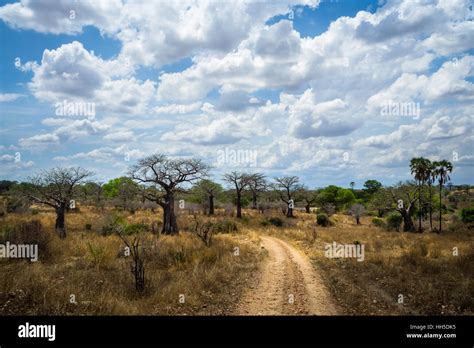Wild Africa Nature With Trees And Bushes On Dry Season Ruaha National