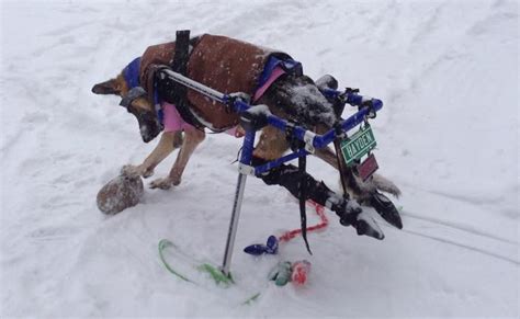 Walkin Pets Ski Attachment Dog Wheelchairs Dog Carts Handicapped