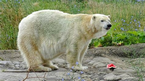 Elderly Female Polar Bear Tundra Dies At Detroit Zoo