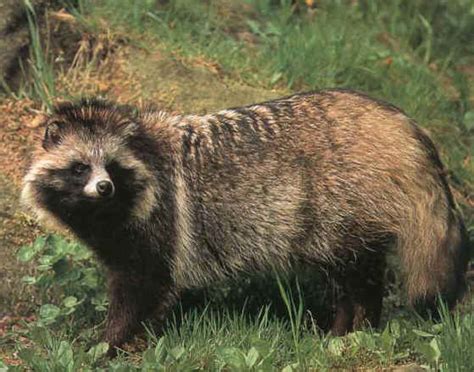 All About Wild Life Information Raccoon Dog Info And Pictures