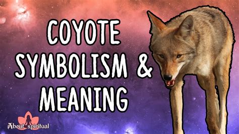 Coyote Symbolism And Meaning Youtube