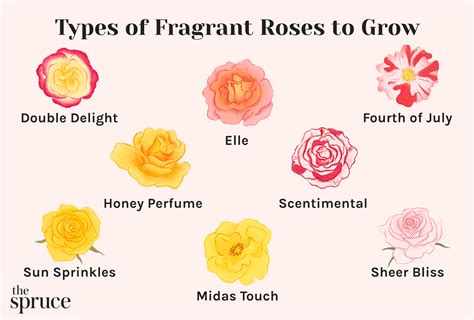 10 types of fragrant roses to grow