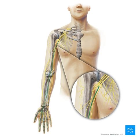 Median Nerve Anatomy Origin Branches Course Kenhub