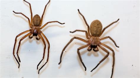 Spider Study Explores How Body Type Affects Running Cals