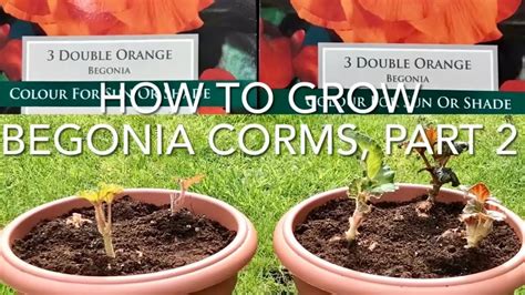 How To Grow Begonia Corms Part 2 Planting Begonia In Containers Get