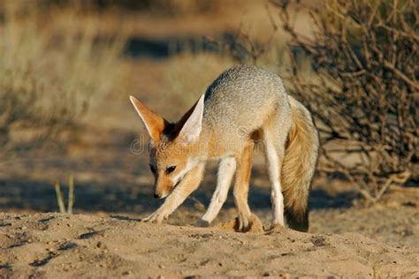 Cape Fox Stock Image Image Of Wildlife South Animal 7255599