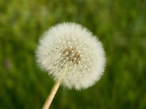 Withered Dandelion Green Background Copyright Free Photo By M