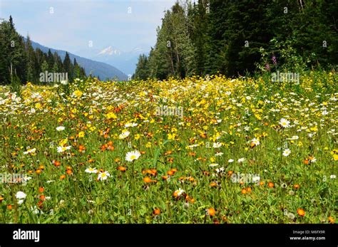 Flower Mountain Meadow Stock Photo Alamy