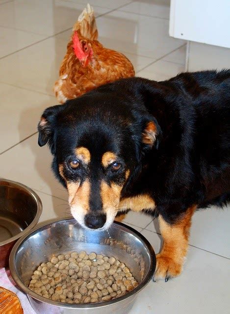 Step 1 find out how to care for different pets time allotment: How to Earn Brownie Badges and Try Its: How to Earn the ...
