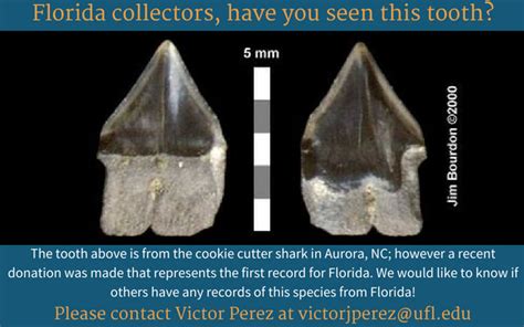 featured fossil cookie cutter sharks in florida myfossil