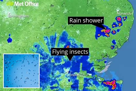 Flying Ant Day 2021 Swarms So Big They Show Up On Met Office Radar