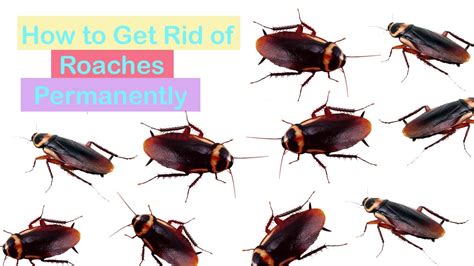 Natural Home Remedies To Get Rid Of Roaches Quickly How To Kill Cockroaches Home Remedies