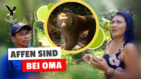 Affen Sind Bei Oma Auf Koh Samui In Thailand Youtube