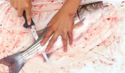 how to fillet and clean a striped bass leaving no bones easy to follow instructions for