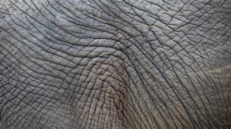 Download Free Photo Of Elephant Skin Structure Wrinkled Elephant