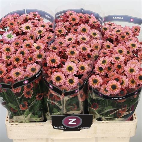 Chrysant San Yin Yang Smokey Cm Wholesale Dutch Flowers Florist