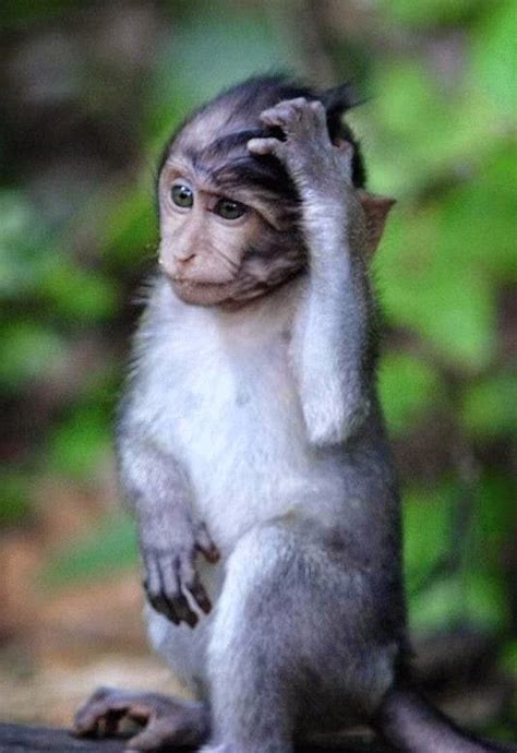 The Crazy Monkey, Thinking about the Whole World. : aww