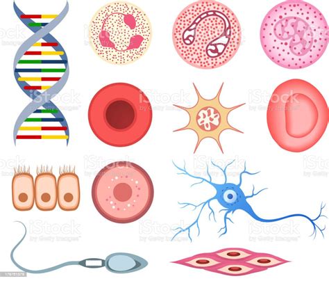 Las Células Humanas De Adn De La Célula Del Nervio Espermatozoides