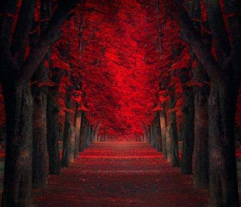 898242 4k Landscape Fall Low Light Nature Red Leaves Mist Trees