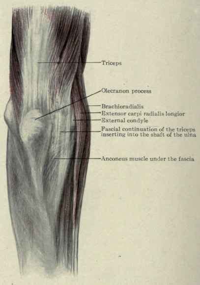 4 what are the relations of elbow joint? Terapia Manual: Epicondilite Lateral - O que estamos fazendo