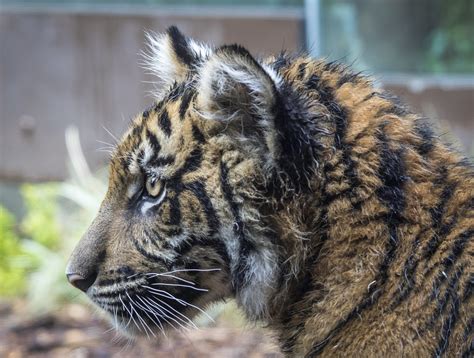 Suka Profile Shot Suka 5 Month Old Sumatran Tiger Cub Sa Flickr