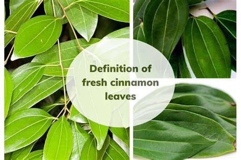 Top 3 Amazing Facts About Fresh Cinnamon Leaves K Agriculture