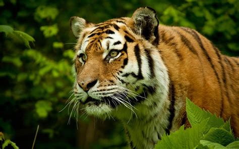 Animals Nature Tiger Wildlife Big Cats Zoo Whiskers Wild Cat