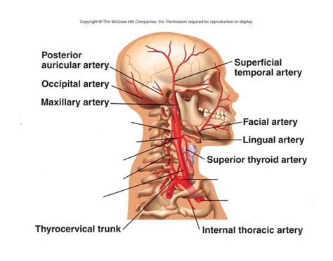 At the root of the neck the right internal jugular vein is placed at a little distance from the common carotid artery, and crosses the first part of the subclavian artery, while the left. Major Arteries of the Head and Neck