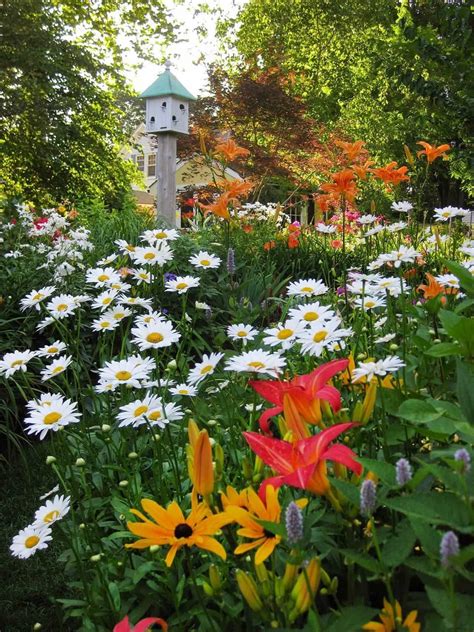 Maybe you would like to learn more about one of these? Bright Daisy Flower Garden Plants | Cottage garden ...