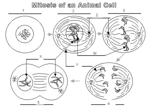 Mitosis Diagram Quizlet