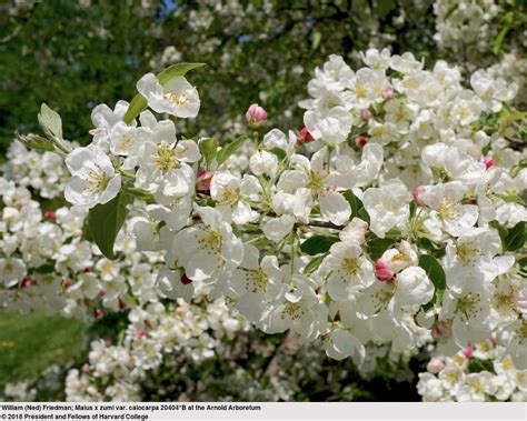 Photo Of The Bloom Of Redbud Crabapple Malus X Zumi Calocarpa