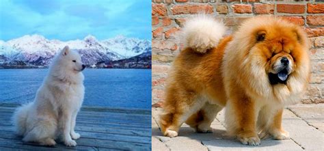 Apple valley california chow chow mix puppy mills samoyed animals beautiful pet adoption husky corgi puppies. Samoyed vs Chow Chow - Breed Comparison | MyDogBreeds