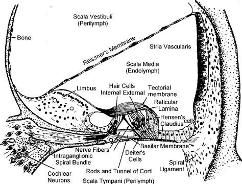 [PDF] 2 THE ANATOMY AND PHYSIOLOGY OF THE EAR AND HEARING | Semantic