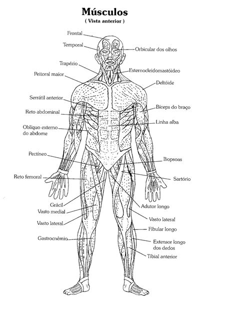 Atlas Do Corpo Humano Desenhos E Imagens Dos Sistemas Músculos