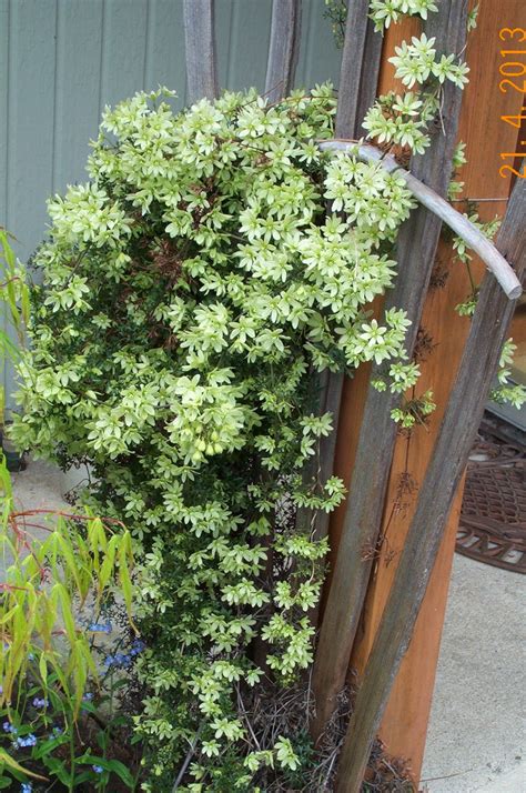 Lees hier alles over de verzorging, standplaats, bloei. Clematis 'Early Sensation' | Landscaping plants, Early ...