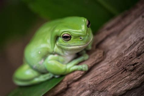The 10 Cutest Frogs In The World A Z Animals