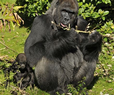 First Birthday For A Special Gorilla At Disneys Animal