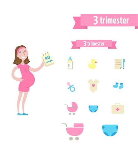 Third Trimester When It Starts And What Changes Happen