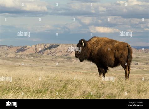 American Bison Bison Bison Badlands National Park Stock Photo Alamy