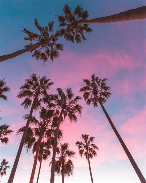 Palm Trees And Pink Sky Los Angeles California Visitcalifornia