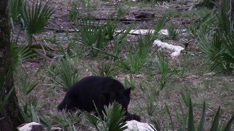 Louisiana Black Bear Youtube