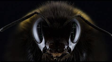 Bees Scary Story Creepypasta Youtube