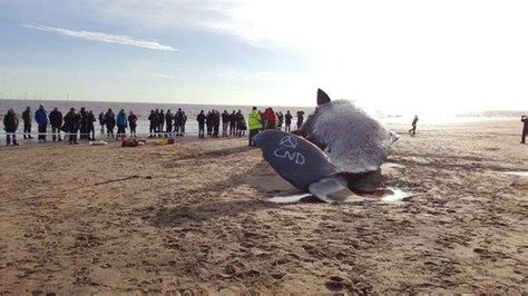 What Happens To Dead Whales In The Uk After Theyre Beached Bbc Newsbeat