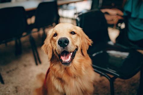 5 Friendly Facts About Golden Retrievers Dogvills