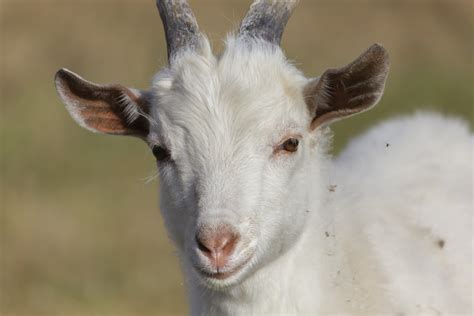 Fotos Gratis Niño Animal Césped Seco Otoño Cabras Cuerno