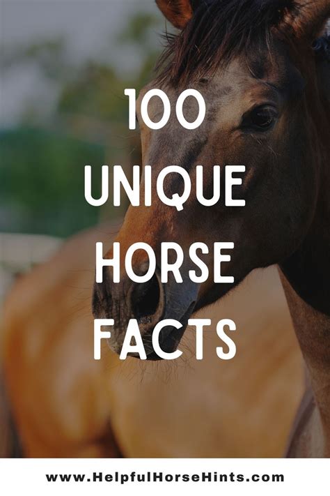 100 Horse Facts Organized By Category Horse Facts Horse Health