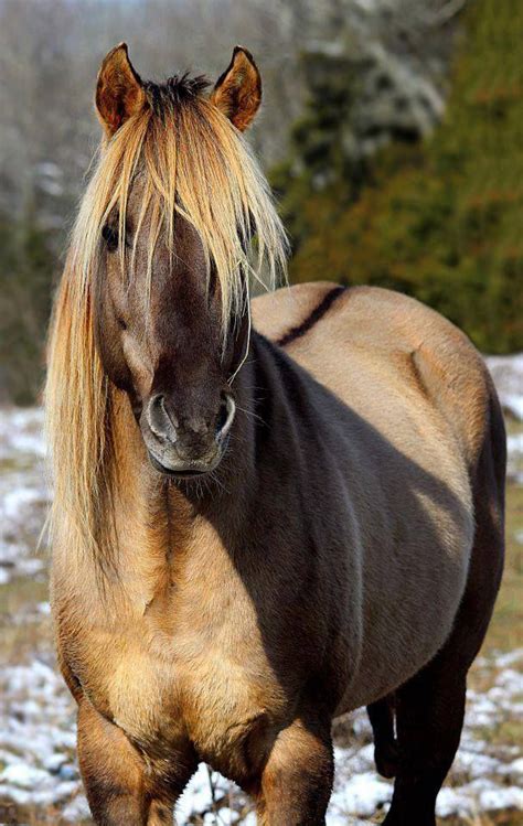 Kentucky Mountain Dun Stallion Horses Pretty Horses Beautiful Horses