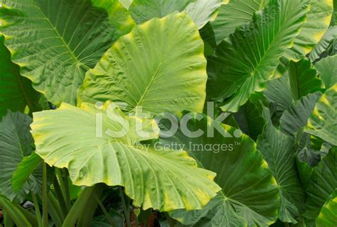 Huge Leaves Of Tropical Rainforest Plant Stock Photo Royalty Free