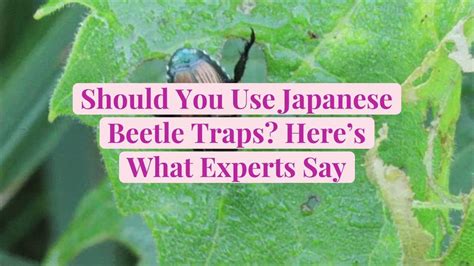 Should You Use Japanese Beetle Traps Heres What Experts Say