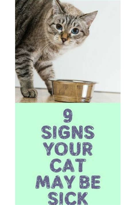 Signs Your Cat May Be Sick Sick Cat Cat Care Tips Cat Health Problems
